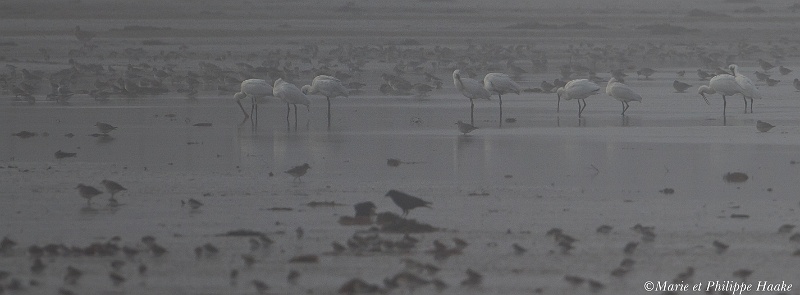 Spatule 3813_wm.jpg - Spatules blanches - Eurasian Spoonbill - Platalea leucorodia... Dans le brouillard!(Golfe du Morbihan, Bretagne, France, janvier 2011)